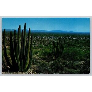 Postcard Arizona Ajo Organ Pipe Cactus National Monument Campground c1960s AZ